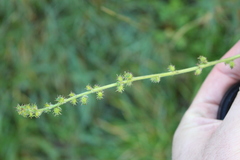 Acaena agnipila