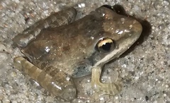 Ptychadena anchietae