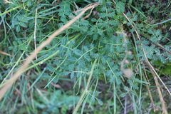 Acaena agnipila