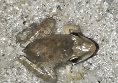 Ptychadena anchietae