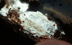 Wrightoporia austrosinensis