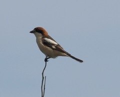 Lanius senator senator