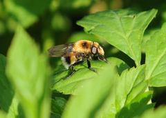 Volucella bombylans