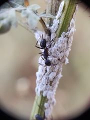 Camponotus compressus