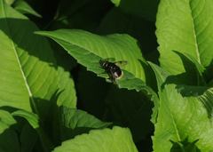Volucella bombylans