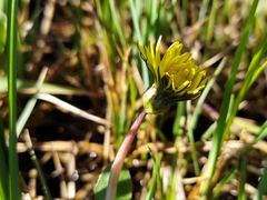 Taraxacum trilobifolium