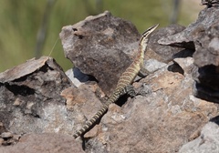 Varanus glauerti