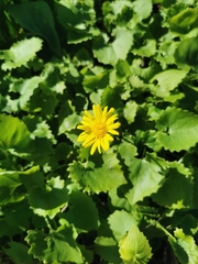 Doronicum pardalianches