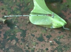Risiocnemis serrata