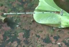 Risiocnemis serrata