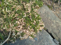 Honckenya peploides major