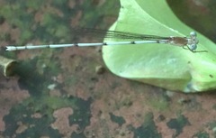 Risiocnemis serrata