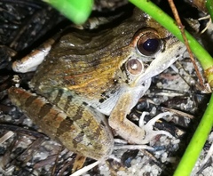 Ptychadena anchietae