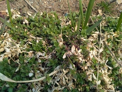 Honckenya peploides major