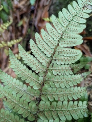 Dryopteris fuscipes