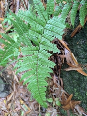 Dryopteris fuscipes