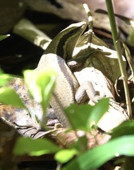 Eutropis lapulapu