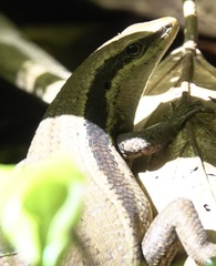 Eutropis lapulapu