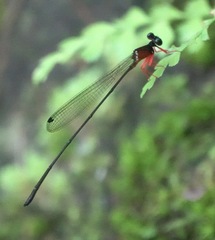 Igneocnemis haematopus
