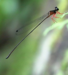 Igneocnemis haematopus
