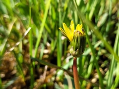 Taraxacum trilobifolium