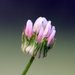 Trifolium microdon - Photo (c) David Hofmann, algunos derechos reservados (CC BY-NC-ND)