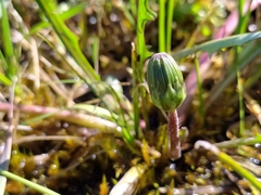 Taraxacum trilobifolium