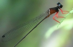 Igneocnemis haematopus