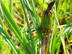 Taraxacum trilobifolium