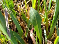 Taraxacum trilobifolium