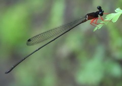 Igneocnemis haematopus