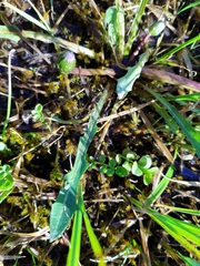 Taraxacum trilobifolium
