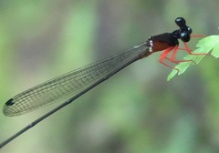 Igneocnemis haematopus