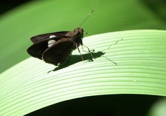 Notocrypta paralysos