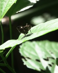 Notocrypta paralysos