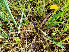 Taraxacum trilobifolium