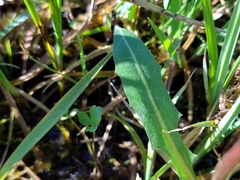 Taraxacum trilobifolium