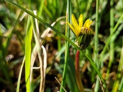 Taraxacum trilobifolium