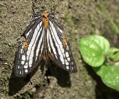 Cyrestis maenalis