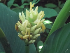 Goeppertia macrosepala