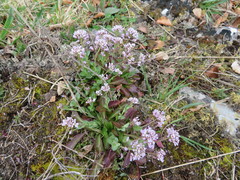 Noccaea caerulescens