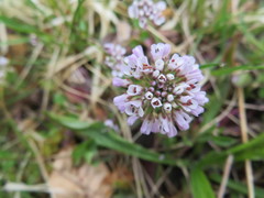 Noccaea caerulescens