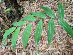 Polygonatum filipes