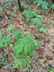 Polygonatum filipes