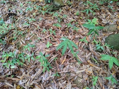 Polygonatum filipes