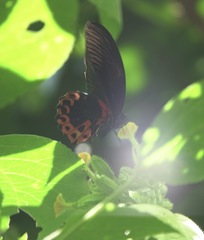 Papilio rumanzovia