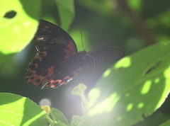 Papilio rumanzovia