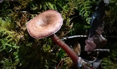 Pseudoomphalina cokeri