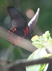 Papilio rumanzovia