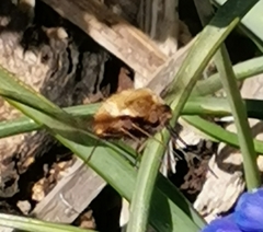 Bombylius discolor